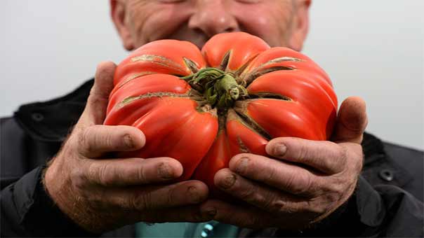 فواكه وخضروات عملاقة