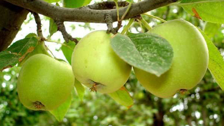 التفاح الأخضر