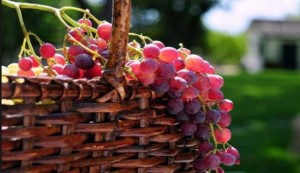 العنب الأحمر
